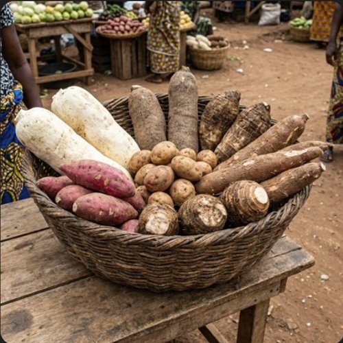 Tubercules / Tubers