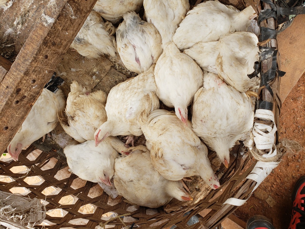 Poulet entier / Whole Chicken