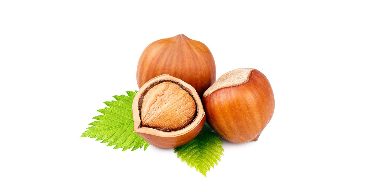 Noisettes / Hazelnuts
